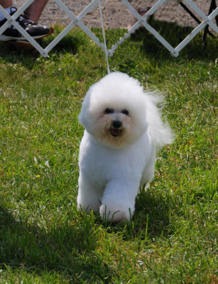 Bichon Frise
