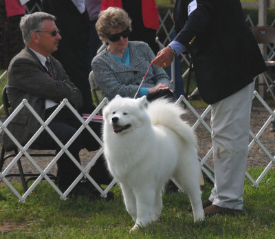 Samoyed #12