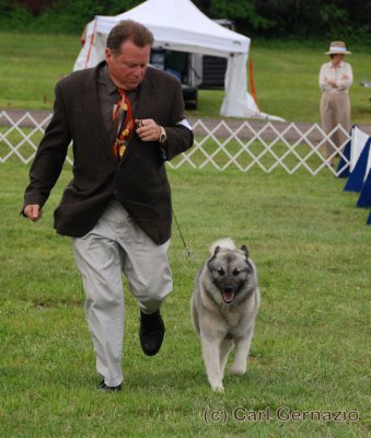 Norwegian Elkhound