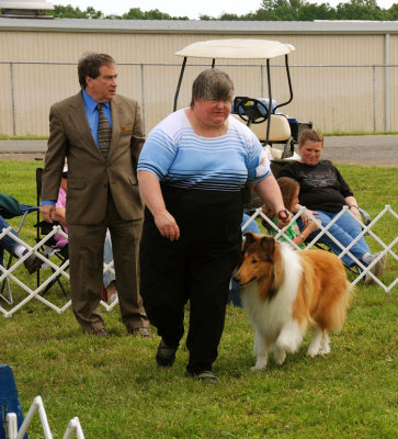 Rough Collie