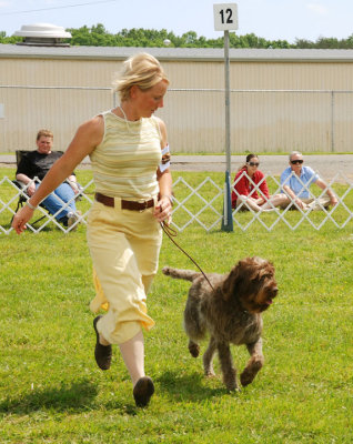 Wirehaired Pointing Griffon
