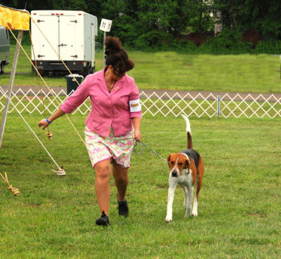 American Foxhound #7