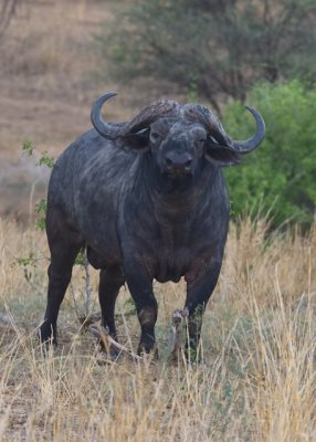 _N8Z1574.jpg Cape Buffalo