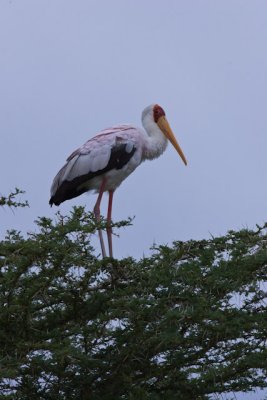 _N8Z3362.jpg  Marabou Stork