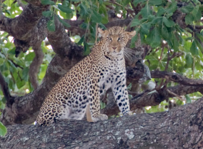 _R9G3258.jpg Leopard