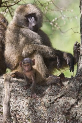 _R9G3452.jpg Baby baboon
