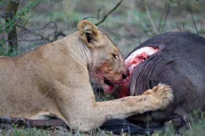_R9G5185.jpg  Fresh Kill