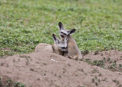 _R9G5248.jpg  Long Eared Fox