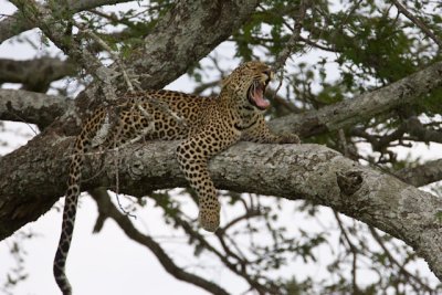 _R9G5460.jpg Leopard