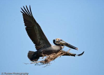 Brown pelican with nesting material