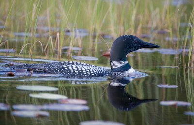 Loons and More on Nettie Lake