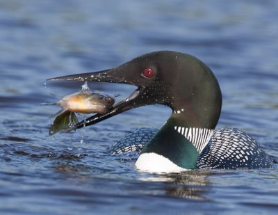_N8Z4948.jpg Loon with Bluegill