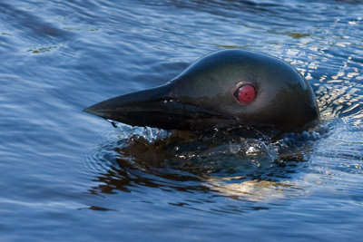 _R9G2833.jpg Silky Head
