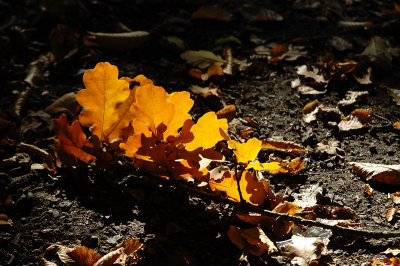 Oak leaves II