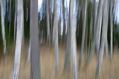 Shaken trees IX