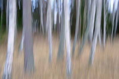 Shaken trees VII