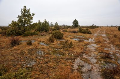 At Mckelmossen, on Alvaret