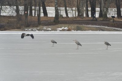 Gray Herons, Rsta lake