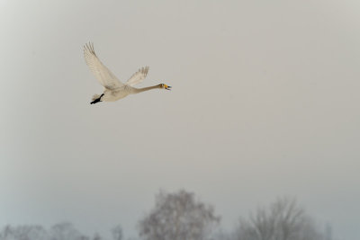 Pics of whooper swans a o birds at lake Tysslingen, March 2009