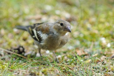 Birds from various locations