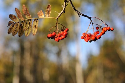 Some of the last autumn colours 2009