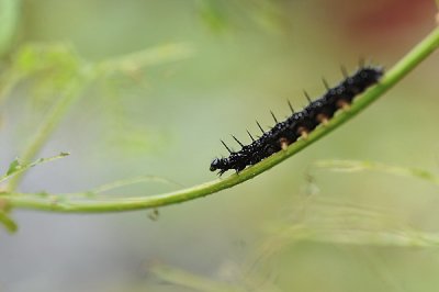 DSC_0320_600px.jpg