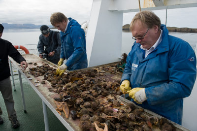 Iceland Sea Catch