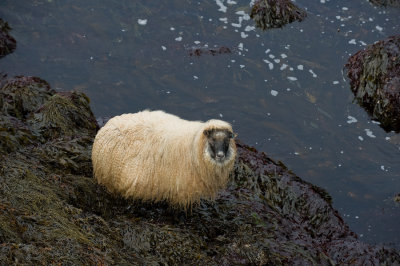 Icelandic Sheep eating seaweed