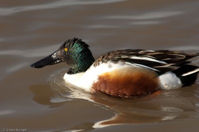 Mallard