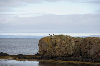 Iceland Eagle
