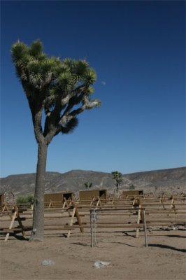 Joshua Trees