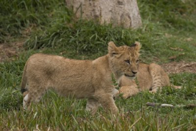 Animals