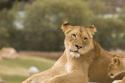 Animals