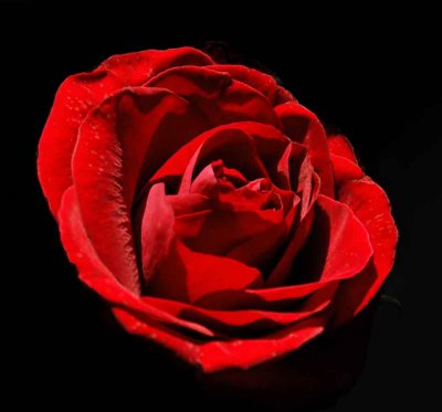 A Red,Red Rose