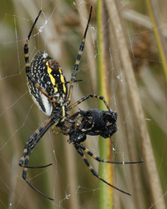Black & Yellow Argiope with prey (A bee I think)