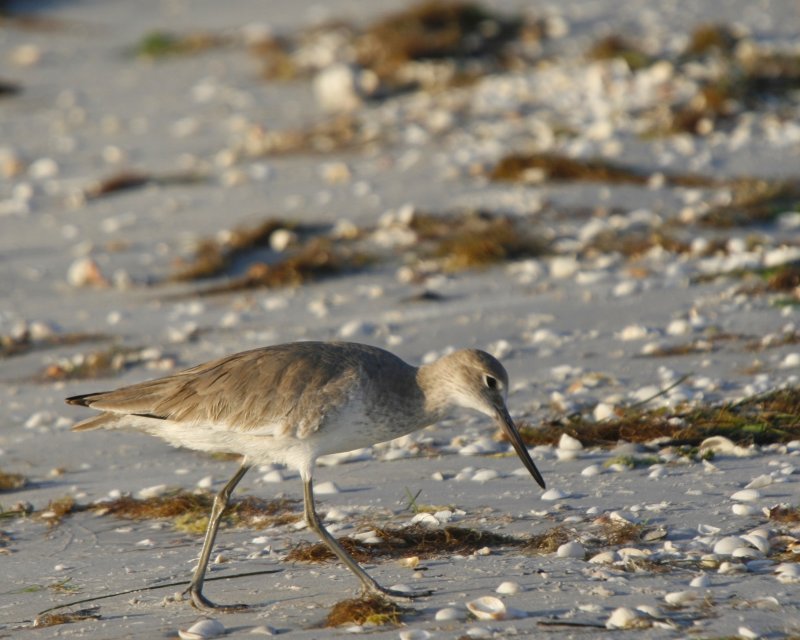 Willet