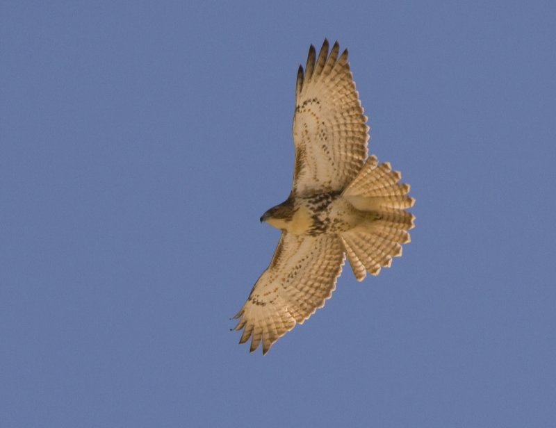 Soaring Red-tailed Hawk