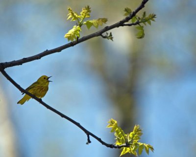 Yellow Warbler