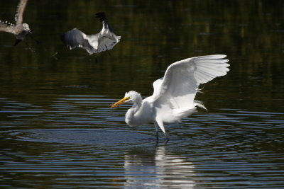 Great Egret and pirate Gulls