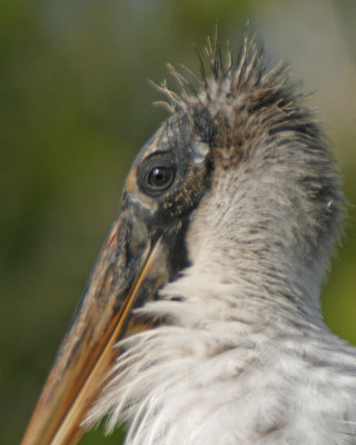 Birds of Ding Darling NWR - Sanibel, Florida