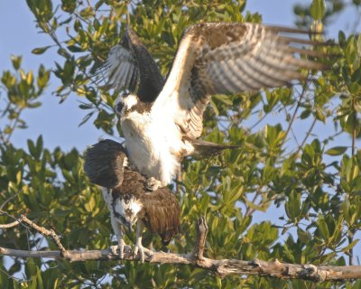 Mating Osprey Pair