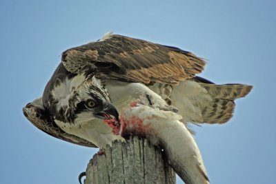 Osprey with Prey