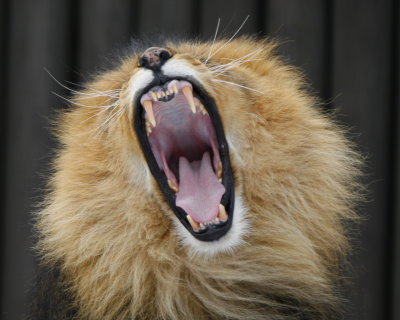 Roar or Yawn?