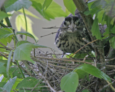 Rose-breasted Grossbeak Female - Nest Building