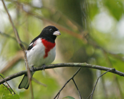 Rose-breasted Grossbeak