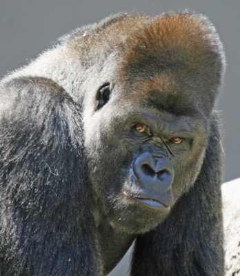 One Badass Gorilla