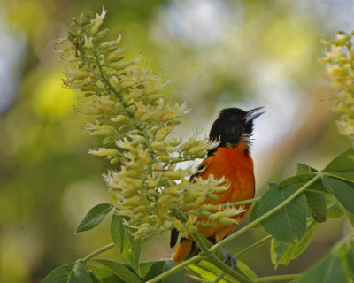 Northern Oriole