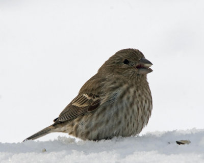 House Finch - Female