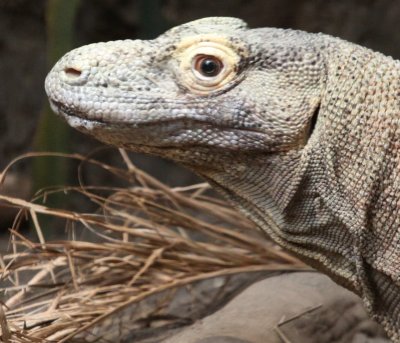 I will never kiss one of these Komodo Dragons ever again.