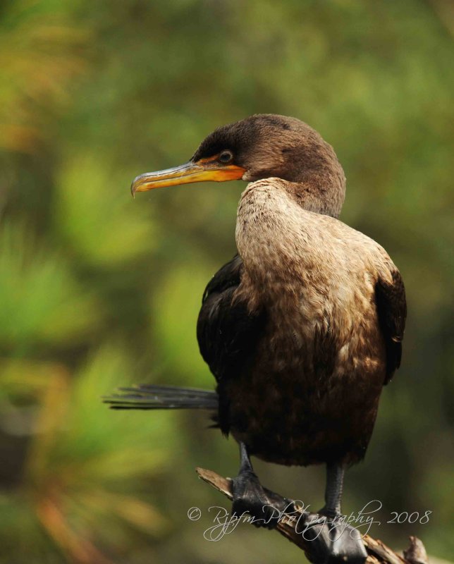 Double-crested Cormorant Chincoteague  NWR , Va